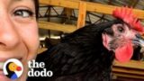 Rescue Chicken Lays Her First Egg | The Dodo