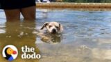 Rescue Puppies Get Matched With Kids At Summer Camp | The Dodo