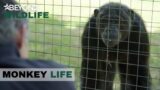 S13E01 | Alison And Jeremy Rescue Kalu From South Africa | Monkey Life | Beyond Wildlife