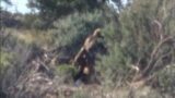 Sasquatch on Camera Carrying a Deer on Navajo Tribal Lands