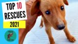 Saving Lives: Top 10 Dog Rescues of 2021 at Takis Shelter