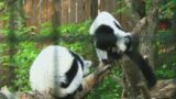 See the new Black & White Ruffed Lemurs now at the Blank Park Zoo! | Paid Content