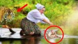 She Tossed Her Granddaughter Into the River, but the Tiger Did Something Incredible!