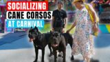 =Socializing My Cane Corsos at a Carnival RAW Video