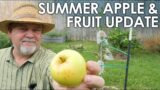 Summer Apples, Fruit & Garden Update || Black Gumbo