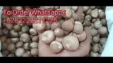 Supplier Arecanut Whatsapp +62822 2221 1225 – We Supplier & Exporter From Indonesia