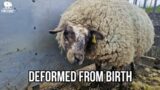 THIS SHEEP SURVIVED AGAINST ALL ODDS