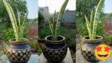 Terracotta Pot Painting to Decor my garden// Garden decor #diy #viral #art #craft #creative #pot