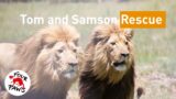 The Rescue of Lions Tom and Samson