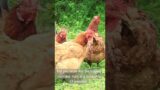 The Worlds Longest Chicken Flight #shorts #short #shortvideo #shortsvideo #shortsfeed #shortsyoutube