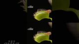 Venus Flytraps Don't Actually Like Flies #plants