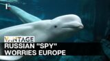 What is Putin's "Spy Whale" Doing in Swedish Waters? | Vantage on Firstpost