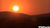 WildEarth – Sunrise Safari – 04 June 2023
