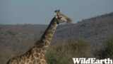 WildEarth – Sunset Safari -21 June 2023