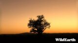 WildEarth – Sunset Safari -30 May 2023