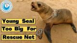 Young Seal Too Big For Rescue Net