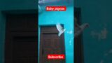 baby pigeon landing #kabootar #slow motion #shorts
