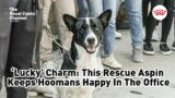 ‘Lucky’ Charm: This Rescue Aspin Keeps Hoomans Happy In The Office