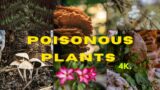 10 Poisonous Plants In India | Beauty Of Nature | Poisonous Plants | Poisinous Plants in India |