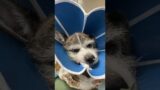 Against All Odds: Pup Fights for Life After Brutal Attack