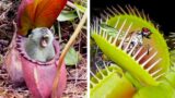 20 Bizarre and Truly Dangerous Plants you Never Knew Existed