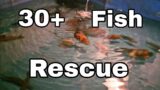 30+ Fish Rescue