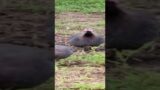 A Mesmerizing Sunrise Serenade: Guinea Fowls Unveil Nature's Morning Symphony