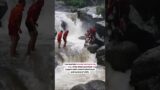 A group of tourists in HP came to the rescue of a dog stranded on a large rock during a flash flood