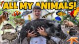 ALL My ANIMALS on My PROPERTY in ONE Video!! (update)