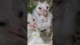 BABY OWL released back to the WILD! #animals #owl #birds #rescue #rehab #release #wildliferehab
