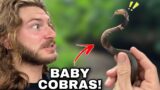 Baby Cobra Update!