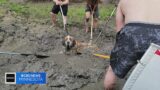 Bachelor party members rescue missing dog from mud by Minnesota River