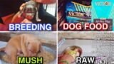 Best Dog Food & Dog Breeding