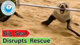 Big Seal Disrupts Rescue