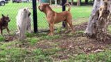 Boerboel Pup making friends