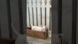 Bull Terrier Puppy being a troublemaker