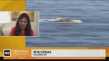 CBS New York director describes swift rescue after cruise passenger fell overboard