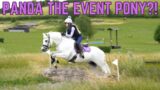 COULD PANDA BE AN EVENTING PONY?!