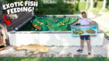 Catching EXOTIC Fish & Feeding Them To My BACKYARD POND!! *Catch Clean Feed*