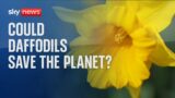 Could daffodils help solve climate change?