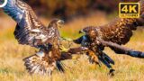 DEATH ON WINGS: THE INCREDIBLE WORLD OF BIRDS | Wildlife Documentary | 4K Animal Documentary