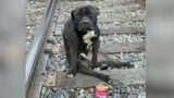 Dog Found Abandoned and Injured on Train Tracks in Montgomery County