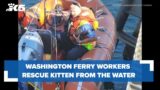 Ferry workers perform water rescue for kitten