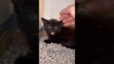 Foster kittens 101: How to tame your floof | fortheloveofkittenrescue