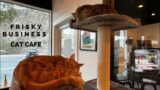 Frisky Business Cafe – The New Cat Cafe In Palm Springs, California