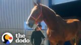 Giant Rescue Horse Who Worked For 20 Years Finally Retires | The Dodo