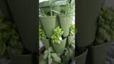 GreenStalk vertical planter they are clearancing the terracotta color. #gardening