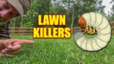 Grubs in the Lawn – How to Identify and Kill Grubs