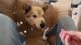 Hangry Malamute Destroys Whackamole Game! (So Funny!!)