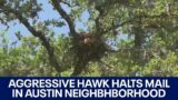 Hawk attacks halt mail delivery temporarily in South Austin neighborhood | FOX 7 Austin